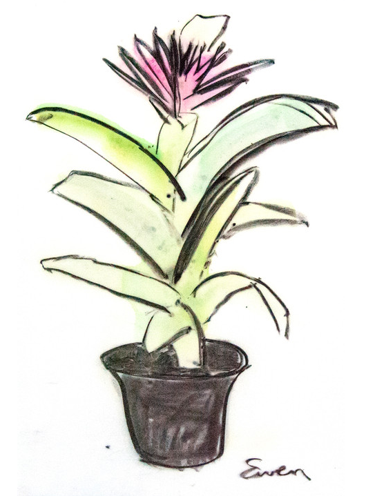 Potted Plant with Pink Flower