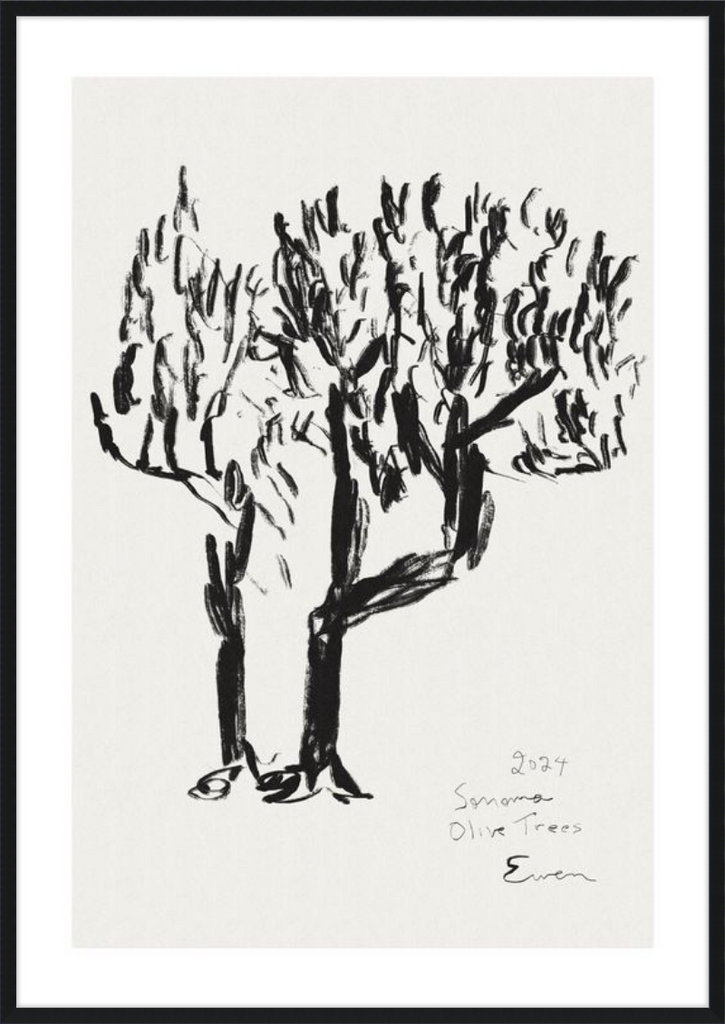 Giclée Print // Olive Trees, Sonoma, 2024