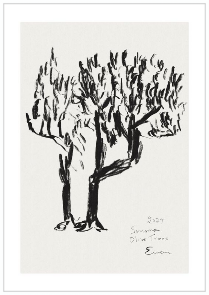 Giclée Print // Olive Trees, Sonoma, 2024