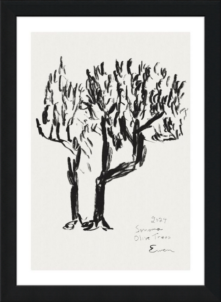 Giclée Print // Olive Trees, Sonoma, 2024