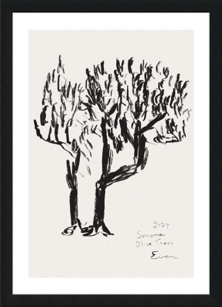 Giclée Print // Olive Trees, Sonoma, 2024