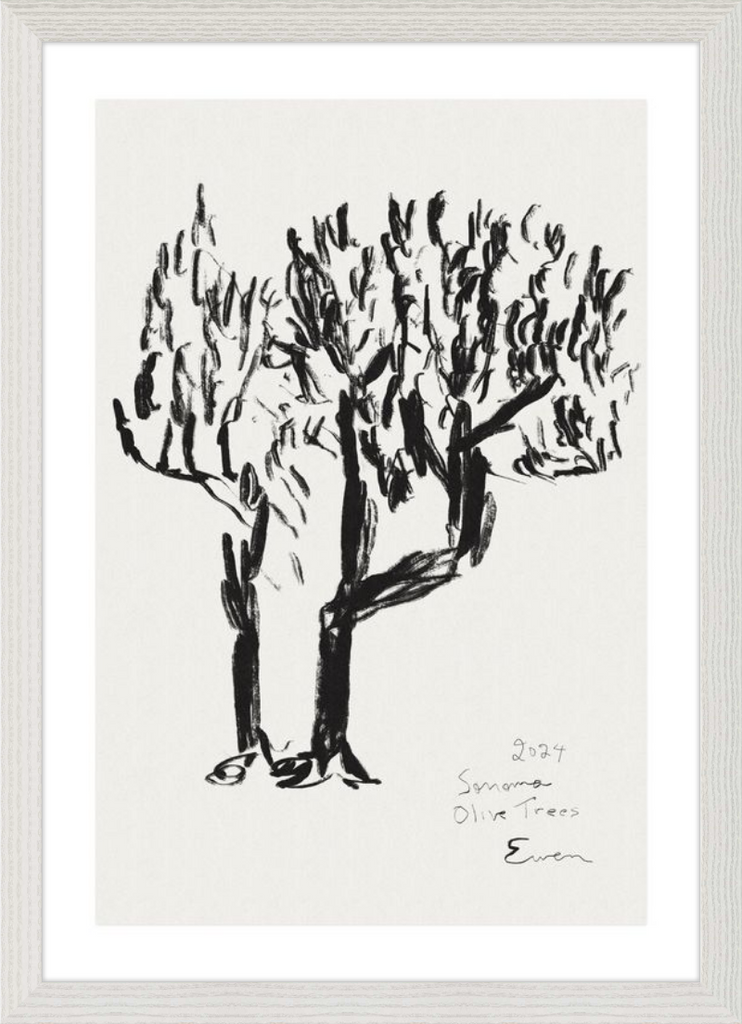 Giclée Print // Olive Trees, Sonoma, 2024