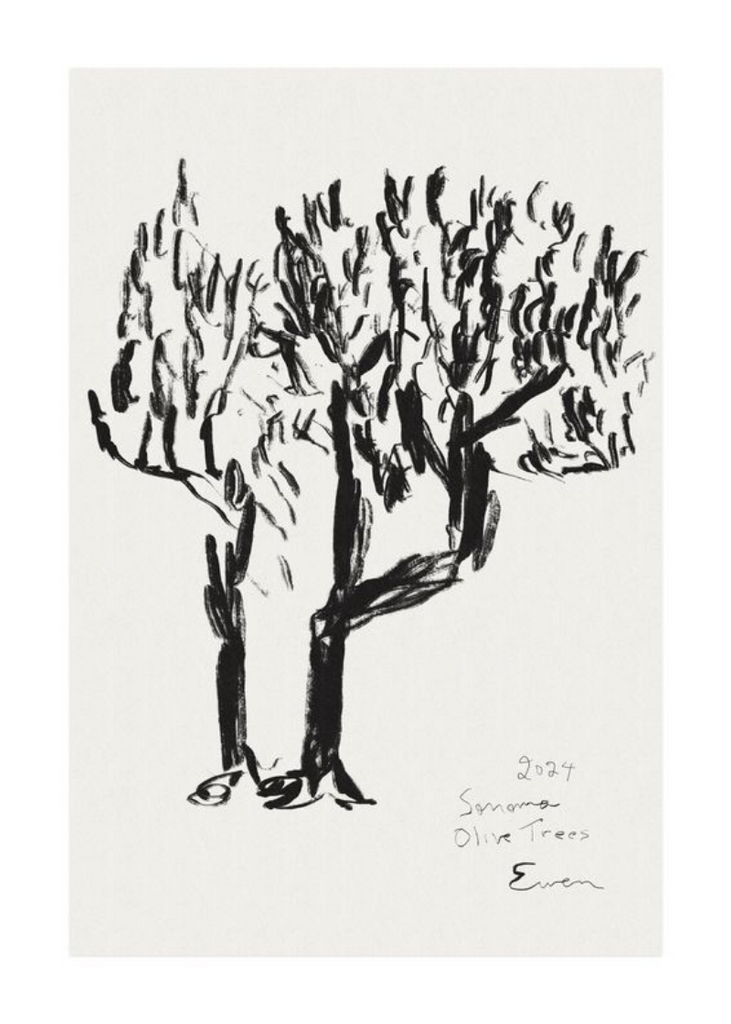 Giclée Print // Olive Trees, Sonoma, 2024