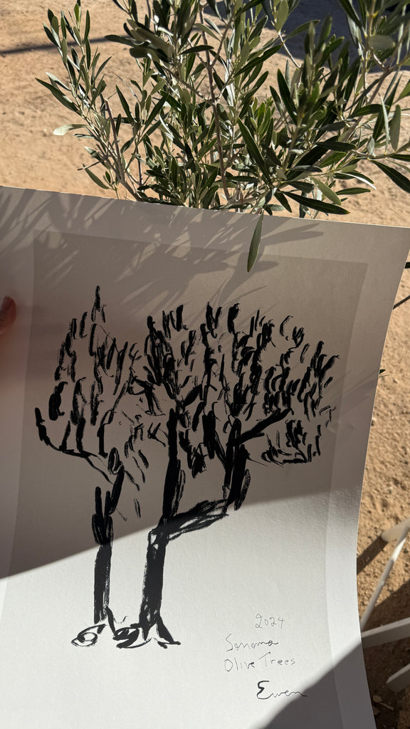 Giclée Print // Olive Trees, Sonoma, 2024